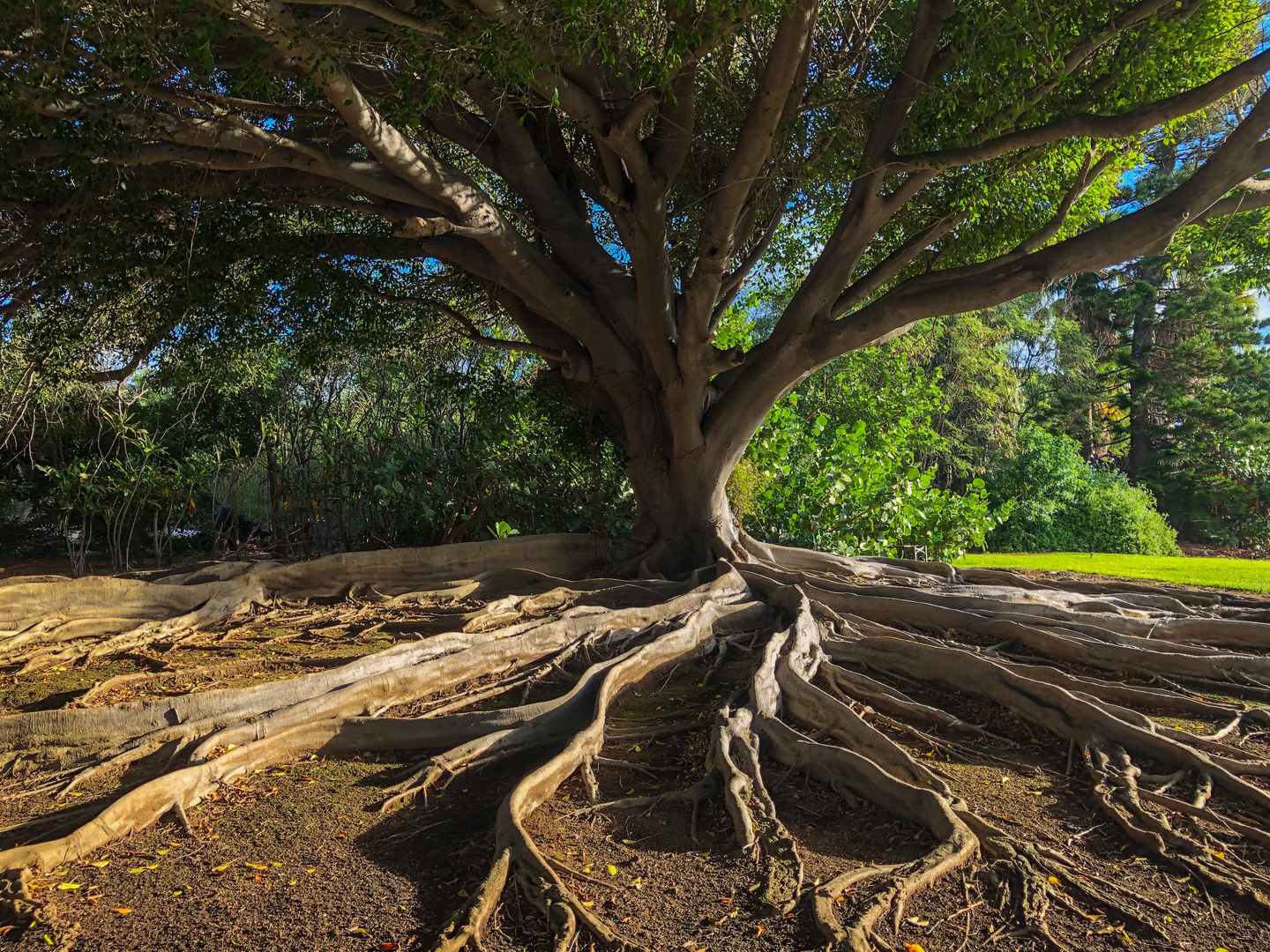 Tree of life